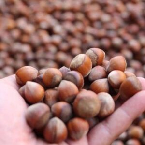 sol partiden findik fiyatina tepki uretici tekellere mahk m ediliyor rRNjZDvS