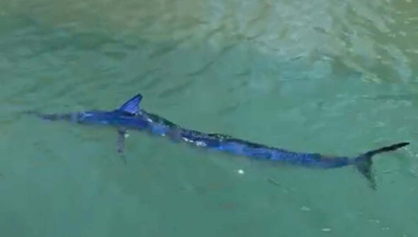 baligi kiyida zipkinla vurdu 12 bin lira ceza yedi Pq4KIbt8