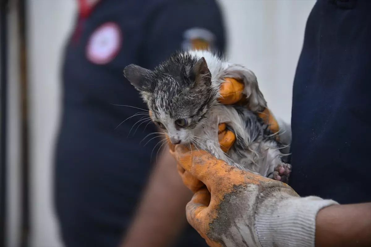 kedi yavrusunu itfaiye kurtardi iC1VNRbE.jpg