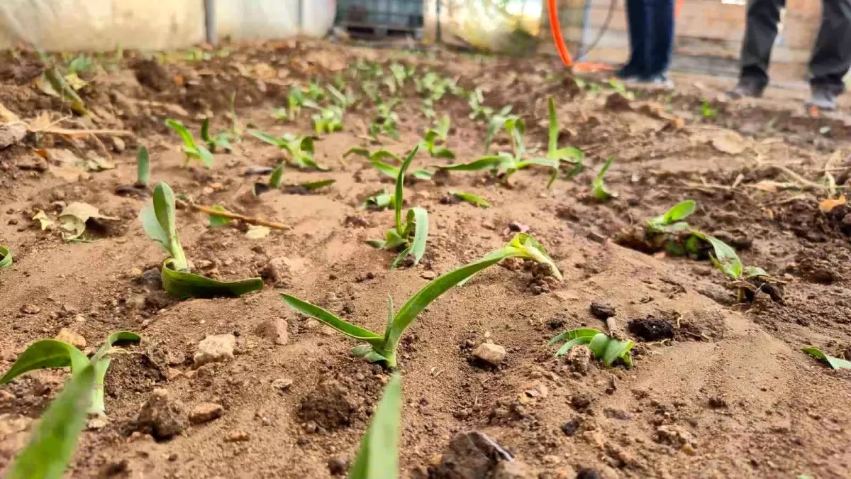 dinarda kadin ciftcilere salep yetistiriciligi fidesi dagitildi UMXeHfLt.jpg