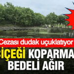 goren-hayran-kaliyor-bu-cicegi-koparmanin-bedeli-agir-cezasi-dudak-ucuklatiyor-VxAdBxLF